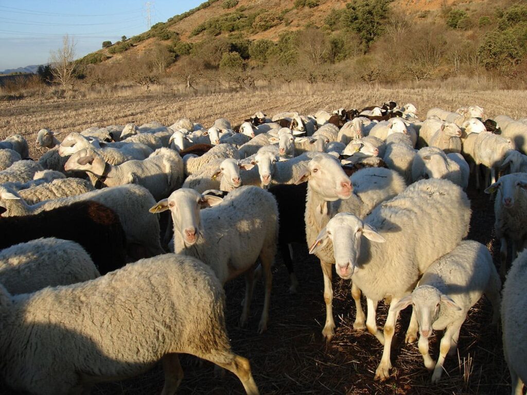 Casa Rural Ovejas Zaragoza