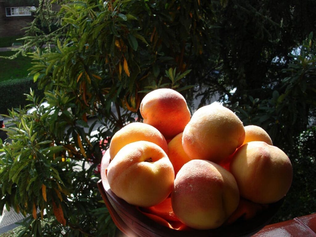 Melocotones Casa Rural